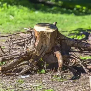 Dessouchage-arbre-jardinier-paysagiste-professionnel