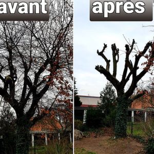 paysagiste-ehni-patrick-jardinier-elagueur-drancy-93-elagage-arbre