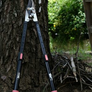 Taille Branches