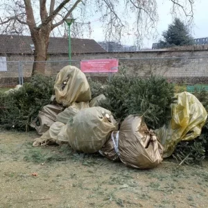 recyclage-sapin-paris