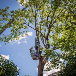 travaux-arboricoles-avec-grue-au-mont-royal-montreal